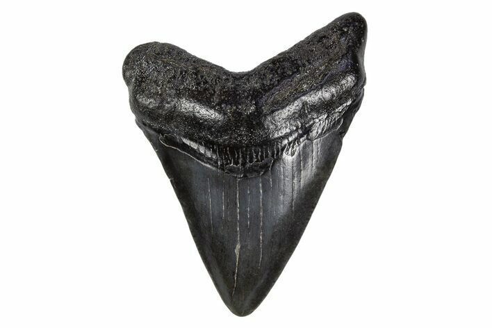 Juvenile Megalodon Tooth - South Carolina #306232